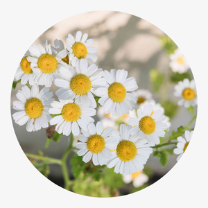 BBOJI 100% Natural 'Relief Roller' For Teething Pain image BBOJI 100% Natural 'Relief Roller' For Teething Pain